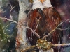 eagles-purch